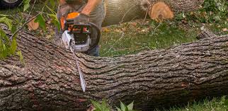 Best Tree Mulching  in Holladay, UT