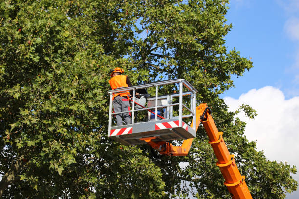 Best Tree Cabling and Bracing  in Holladay, UT