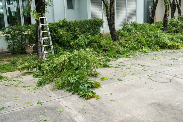 Best Stump Grinding and Removal  in Holladay, UT