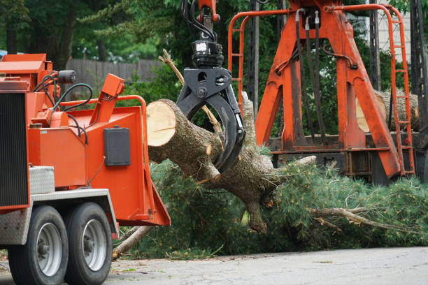 Best Emergency Tree Removal  in Holladay, UT
