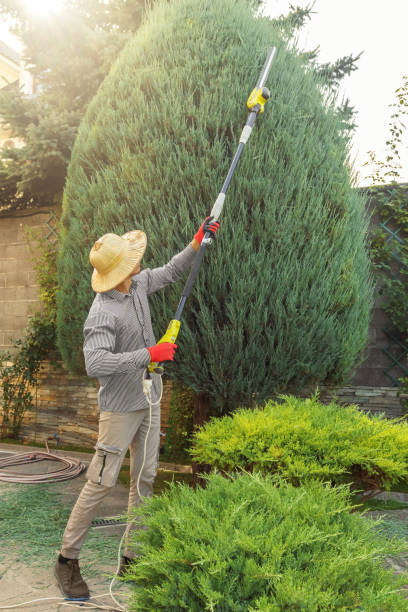 Best Seasonal Cleanup (Spring/Fall)  in Holladay, UT