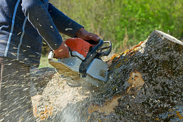 Best Lawn Disease Treatment  in Holladay, UT